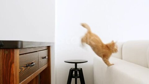 Ginger kitten makes a jump in slow motion. Red cat is hunting, jumping