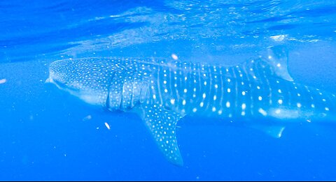 Swimming with WHALE SHARKS