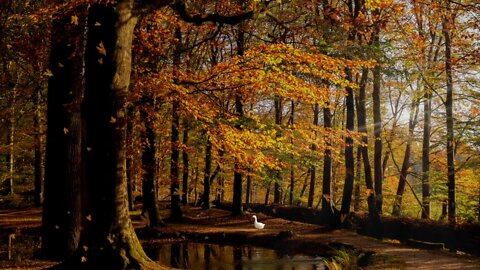 Autumn's Peaceful Serenade/Relaxing Piano