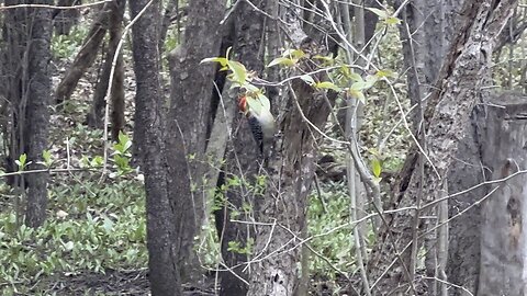 Beautiful Red-Breasted wood pecker