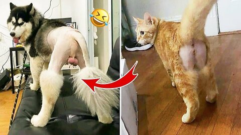 Best Funny Animals Video 2022 - Newest Cats😹 and Dogs
