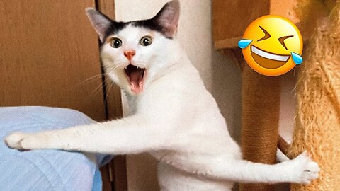 New Funny Cats Reaction Moments - Funniest Cats and Dogs 2023😹🐶