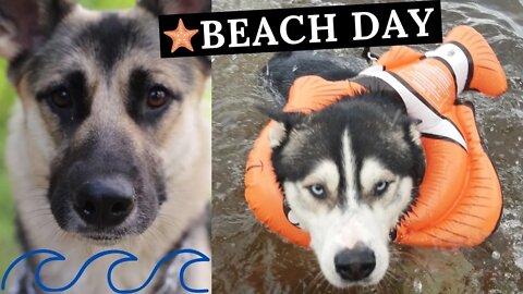 Gerberian Shepsky and Blue Eyed Husky Go To The Lake | Father and Daughter Swim