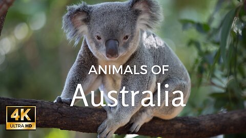 "Experience the Breathtaking Beauty of Australia's Wildlife in 4k"| Nature Documentary.