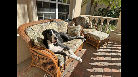 Great Dane Loves Relaxing & Listening To Birds In Florida Winter Sunshine