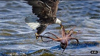 The Ocean Octopus Hunt Causes Death for the Eagle