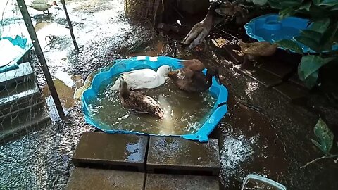 Indian Runner Ducks, having a swim - washing and cleaning ( 01/06/2020 )
