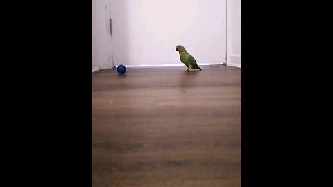 parrot funny videos