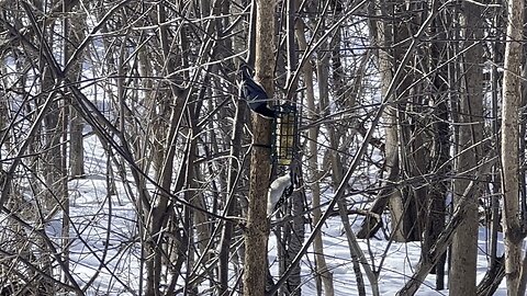 Downy wood pecker and nuthatch sharing lunch