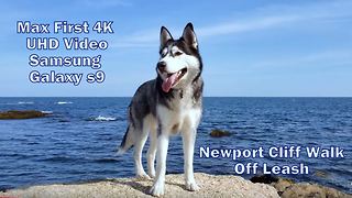 Siberian Husky Enjoys Off Leash Walk at Cliff Walk - 4K UHD By Samsung Galaxy S9 Open Box Testing