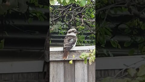 Puppy Dog Betty Girls Nemesis The Kookaburra. #betty #shorts