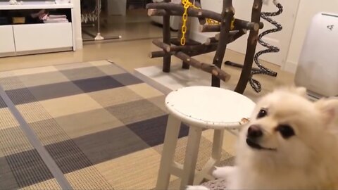 Funny reaction dog to TV show | funny animals | funny dog