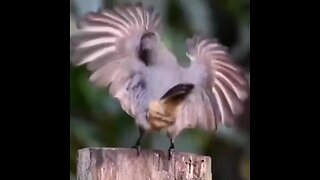 Bird doing amazing dance