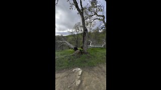 A Tree Split 3 Ways