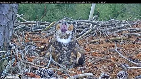 What a Big Mouth You Have 🦉 2/22/22 9:08