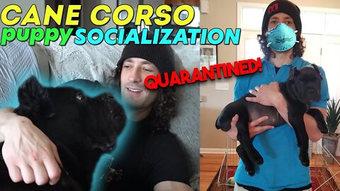 Quarantined Cane Corso Puppy Socialization
