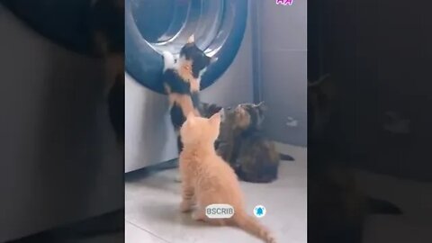 cute cat videos 😹 funny videos 😂 1058😻