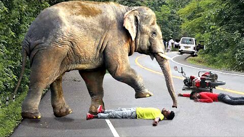 Raging Elephant Charges At Cars And Tourists In A Frenzied Rampage