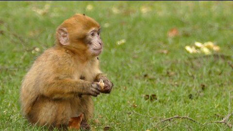 brown monkey eating bread