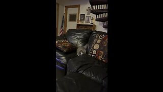 Donny Kitty Plays On Couch