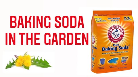 HOW TO USE BAKING SODA IN YOUR GARDEN. A SOIL SCIENTISTS THOUGHTS | Gardening in Canada 🇨🇦