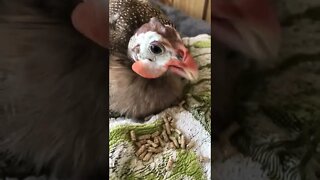 Matilda the Guinea fowl eating 💕