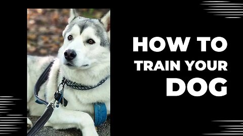 The police Dog Training
