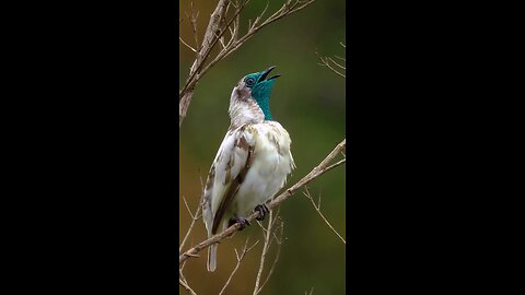 Beautiful Bird Beautiful Sound