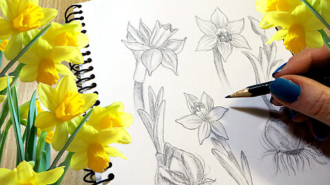 How to Draw a Daffodil STEP BY STEP