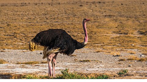 OSTRICH RUNNING