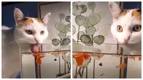 The cat tries to scare the ornamental fish and drinks from the water tank