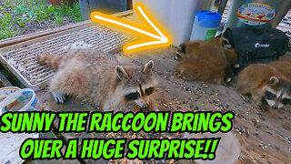 Sunny The Raccoon Brings Over A Huge Surprise!!