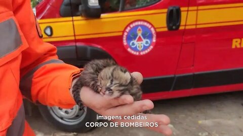 Timóteo: Filhote de Jaguatirica, que estava sozinho, é resgatado pelo Corpo de Bombeiros.