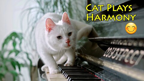 Cat Plays Harmony | Funny scene