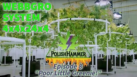 Webbgro 4x4x24x4 ep8 "Poor Little Greenie!" #WEBBGRO #SPIDERFARMER #FLORAFLEX day52