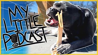 🐶Dog Luna with Long Hair?💇‍♀️ | Episode 108 | My Little Podcast