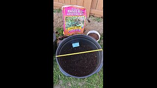 Planting Seed Potatoes in 25 Gallon Plastic Tubs
