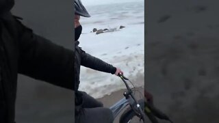 Driving a fat bike in the winter