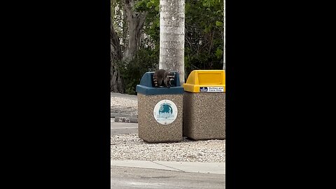 Trash Panda Strikes Again! | 4K