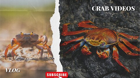 Crabs Are Decapod Crustaceans Of The Infraorder Brachyura ll Epic Fail ll
