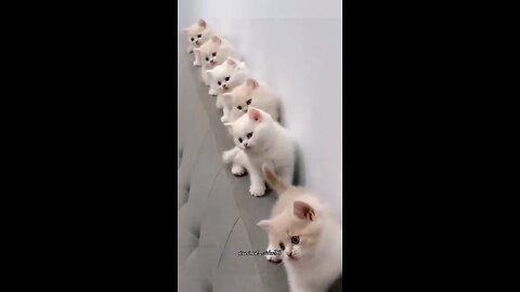 most viewed cute kittens video 🤩