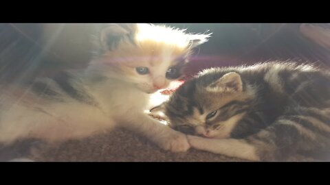 Kittens meet each other!!!