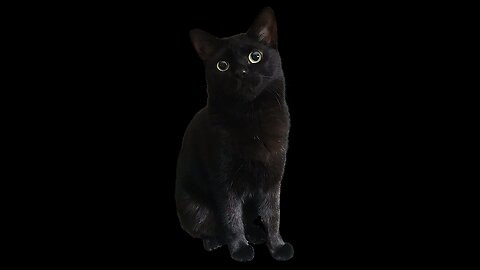 Black cat playing in night 🌉