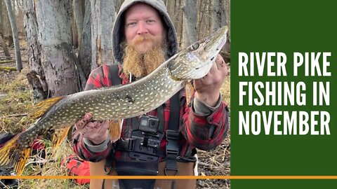River Pike Fishing / Live Bait Under A Bobber / Michigan Northern Pike Fishing