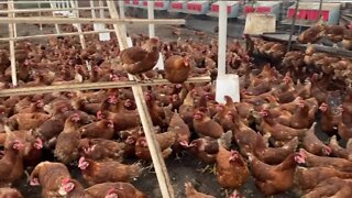 Wisconsin farmers scramble to keep up with demand for eggs
