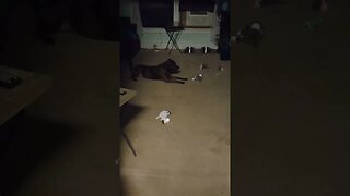 Our Doggie Playing, Barking And Batting At His Toy