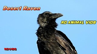 Grumbling Raven In The Southwest Desert Has A Lot To Say #AnimalVideo