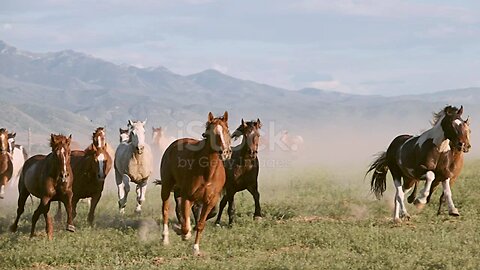 Slow motion horses and cowboys on a ranch in the desert