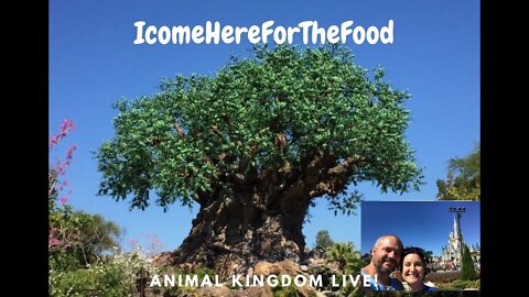 Disney's Animal Kingdom!?!! what's new! Livestream! #disney #animalkingdom