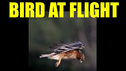 Bird At Flight